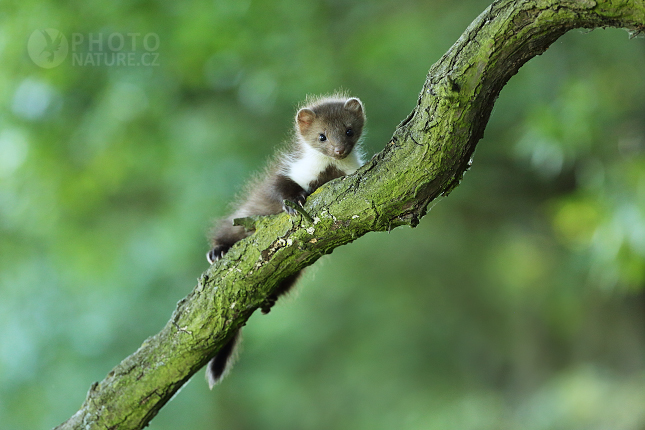 Beech Marten 