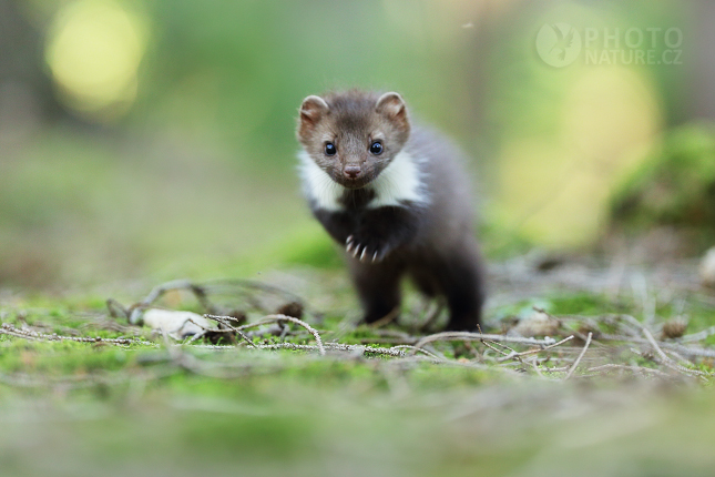 Beech Marten 