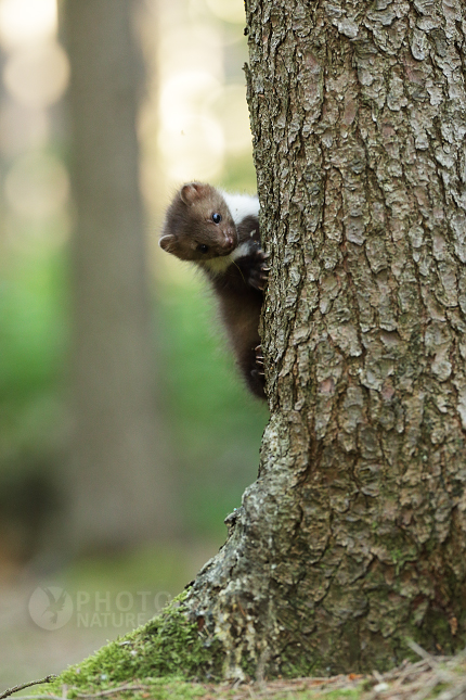 Beech Marten 