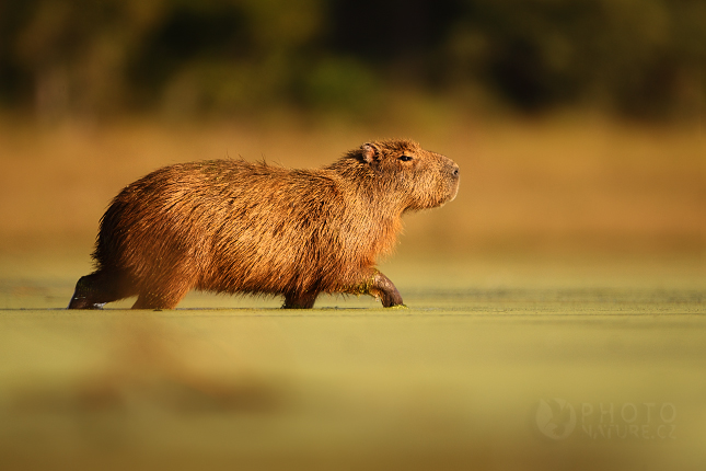 Capybara