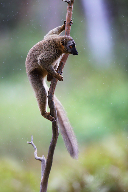 The red-bellied lemur