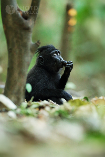 Celebes crested macaque