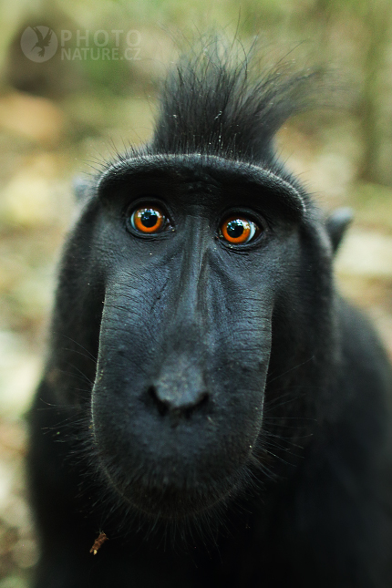 Celebes crested macaque