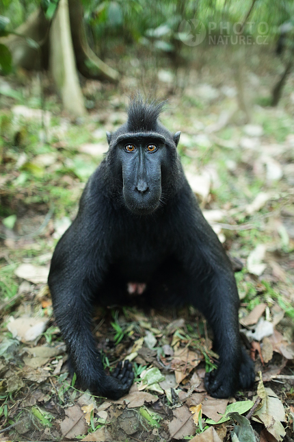 Celebes crested macaque