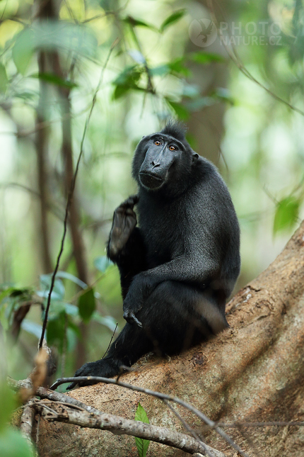 Celebes crested macaque