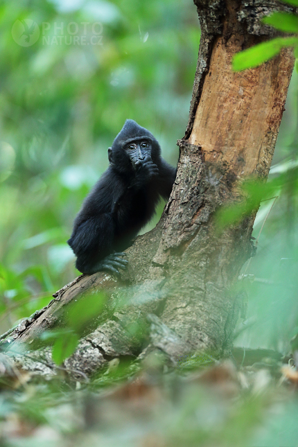 Celebes crested macaque