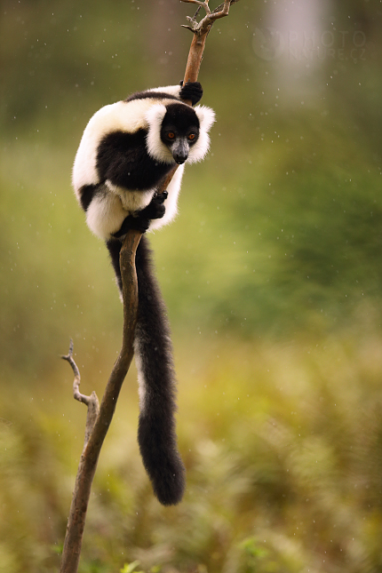 The black-and-white ruffed lemur