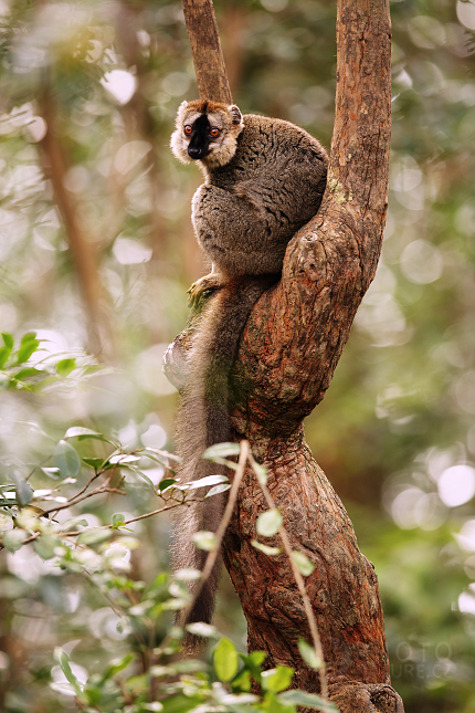 The common brown lemur