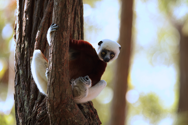 Coquerel's sifaka