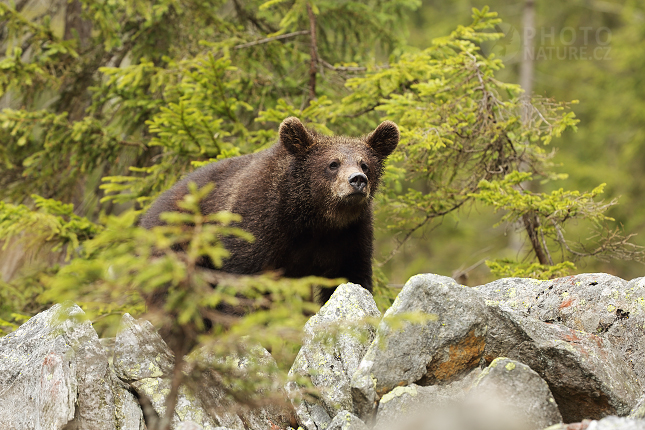 Brown bear