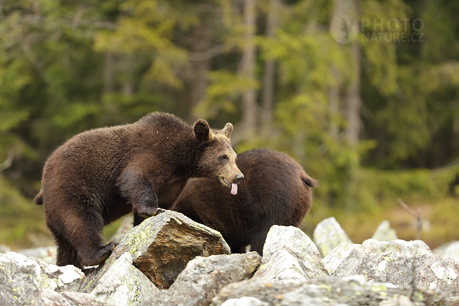 Brown bear