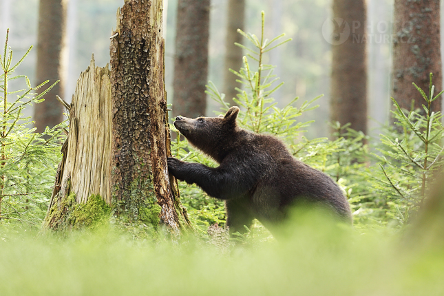 Brown bear