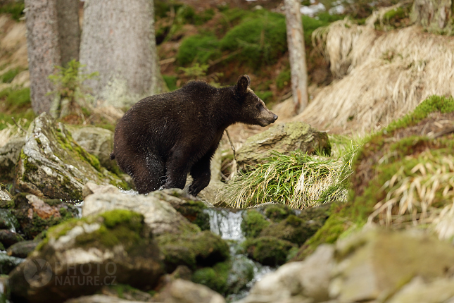 Brown bear