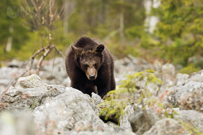 Brown bear