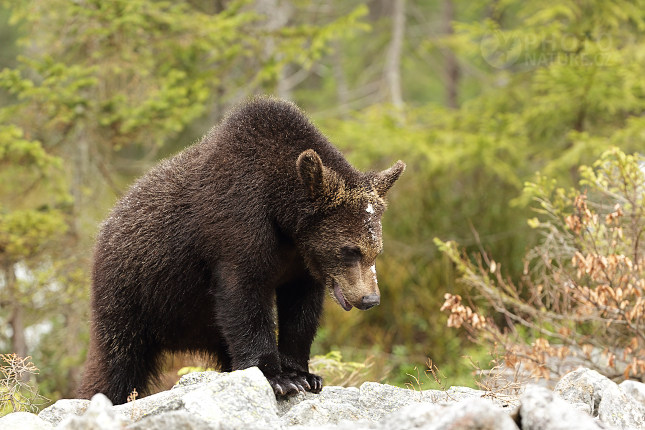 Brown bear