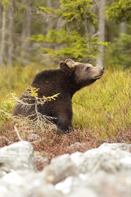 Brown bear