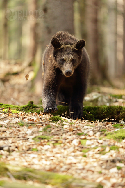 Brown bear