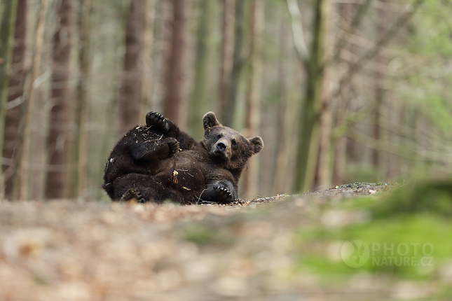 Brown bear