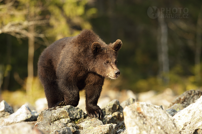 Brown bear