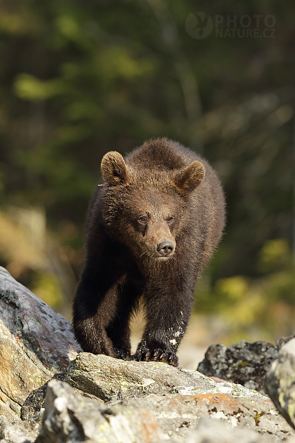 Brown bear