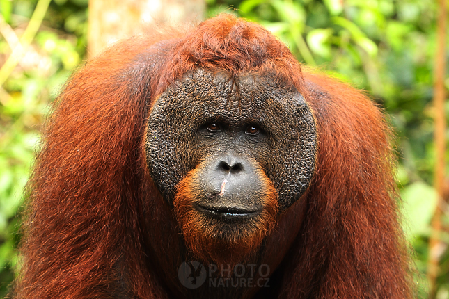 Orangutan