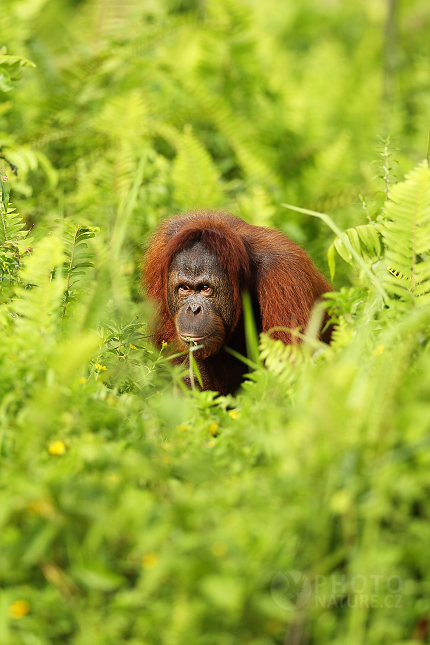 Orangutan