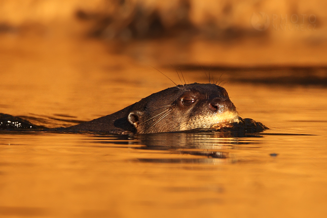 Giant Otter