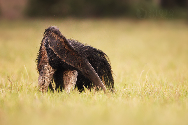 Giant Anteater