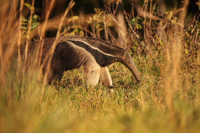 Giant Anteater