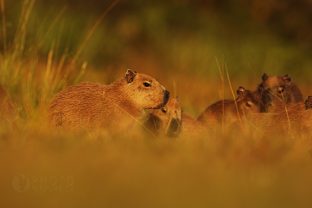 Capybara 