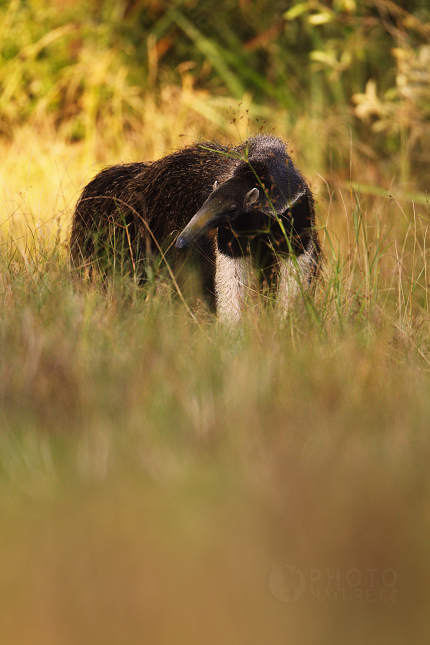 Giant Anteater