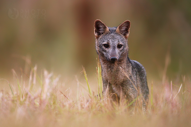 Crab-eating Fox