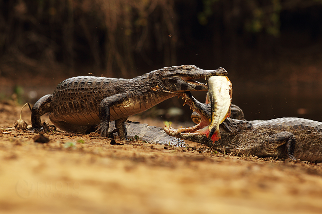 Caiman yacare