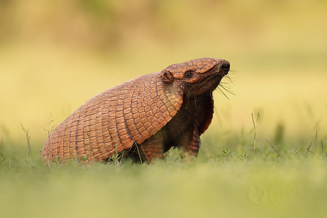 Southern Naked-tailed Armadillo