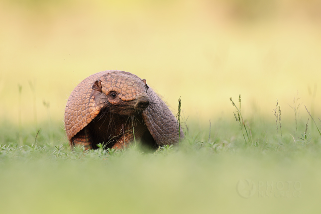 Southern Naked-tailed Armadillo