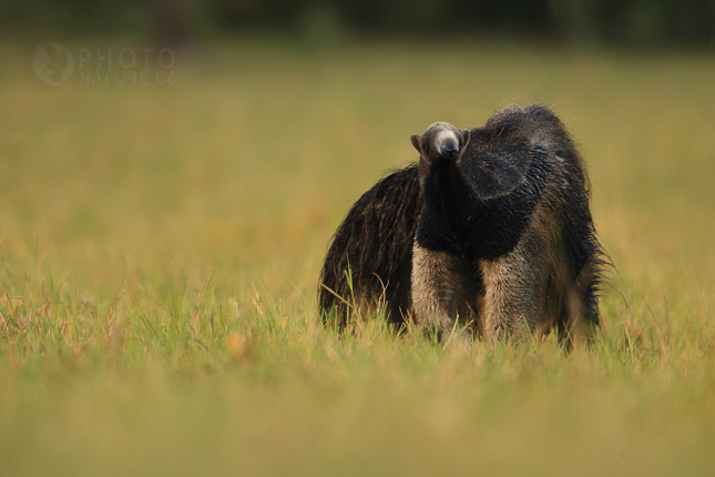 Giant Anteater