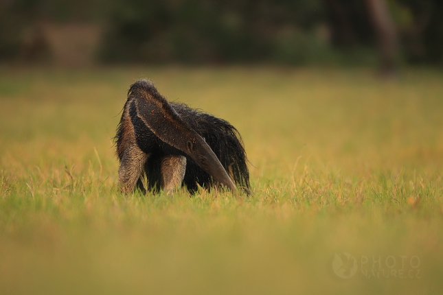 Giant Anteater