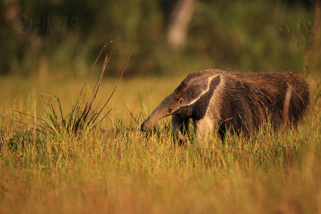 Giant Anteater