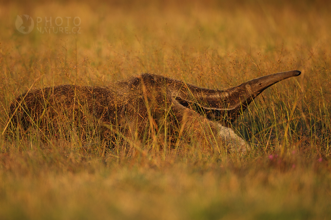 Giant Anteater