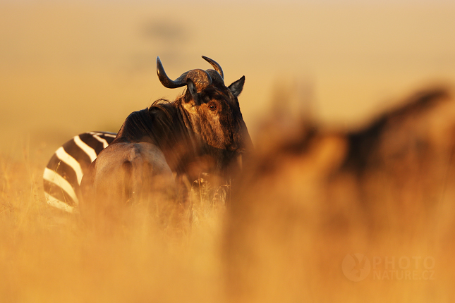 Blue wildebeest