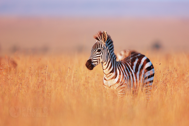 Plains zebra 