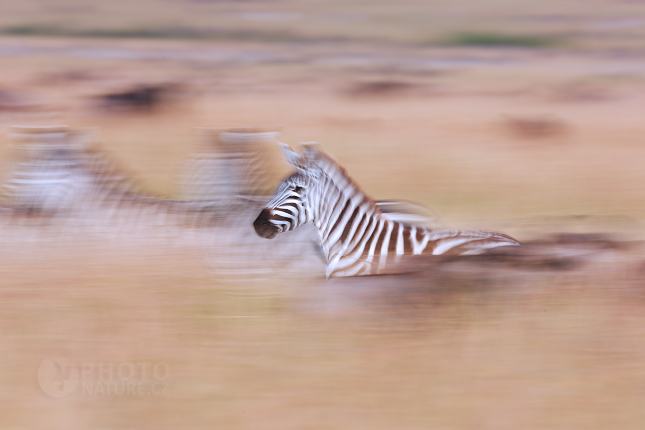 Plains zebra