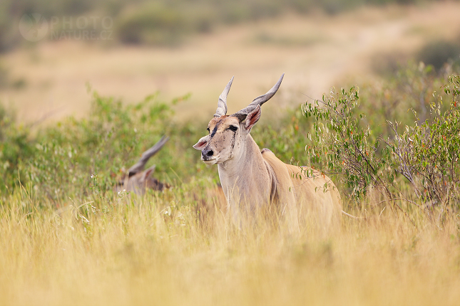 Common Eland