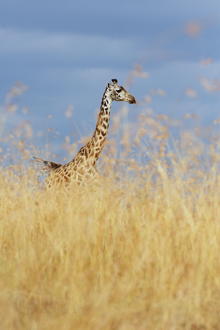 Masai Giraffe 