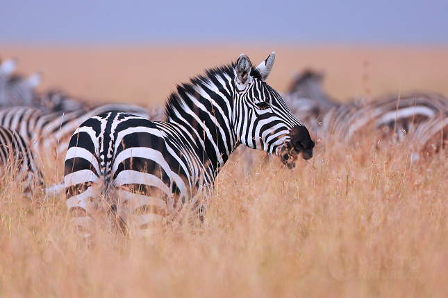 Plains zebra