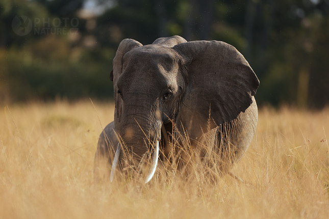 The African bush elephant