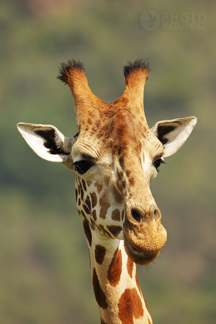 Masai Giraffe 