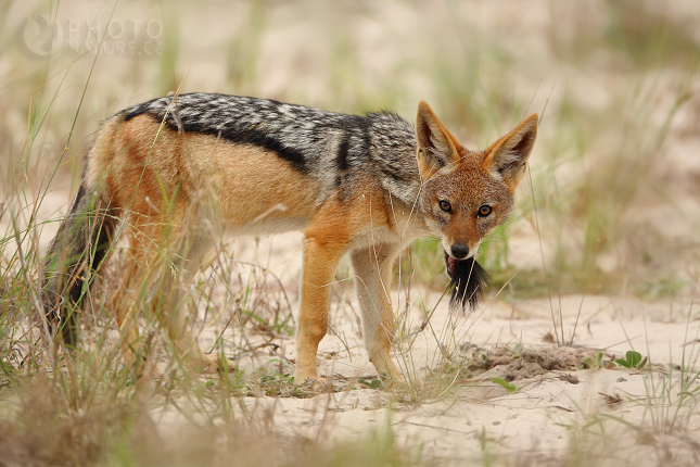 Šakal čabrakový (Canis mesomelas), Botswana