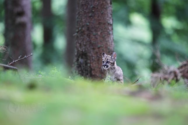 The cougar, Mountain lion, Puma