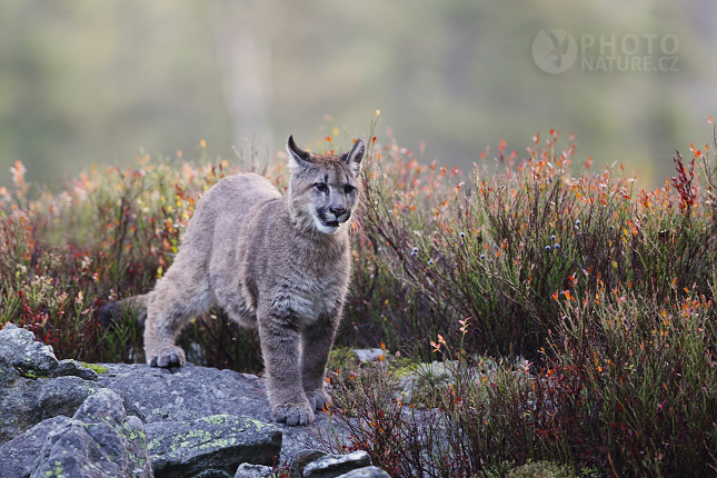 The cougar, Mountain lion, Puma 